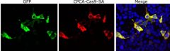 Cas9 from Staphylococcus aureus Antibody - CPCA-Cas9-SA Image 1