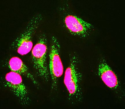 Lamin A/C Antibody - CPCA-LaminAC Image 1