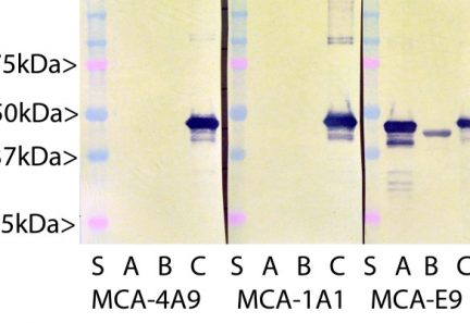 Aldolase C: C terminal Antibody - MCA-1A1 Image 3