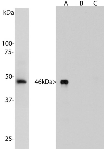 Aurora A Kinase Antibody - MCA-1A14 Image 2
