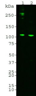 Complement component C3/C3 α-chain/netrin domain Antibody - MCA-2B5 Image 1