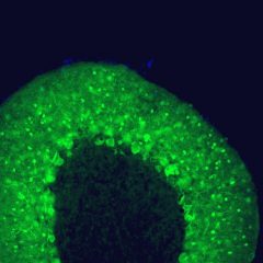 Parvalbumin Antibody - MCA-3C9 Image 1