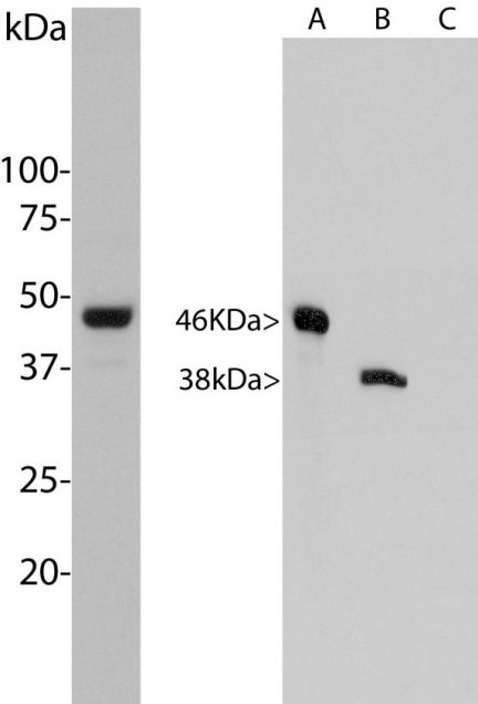 Aurora A/B Kinase Antibody - MCA-3H1 Image 2