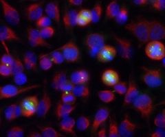 Aurora A/B Kinase Antibody - MCA-3H1 Image 1