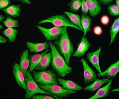 Tubulin Antibody - MCA-4E4 Image 1