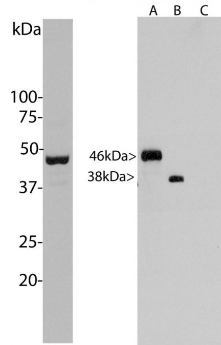 Aurora A/B Kinase Antibody - MCA-5A12 Image 2
