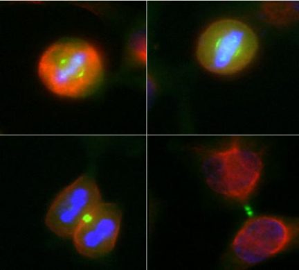 Aurora A/B Kinase Antibody - MCA-5A12 Image 1