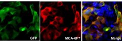 Cas9 from Staphylococcus aureus Antibody - MCA-6F7 Image 1