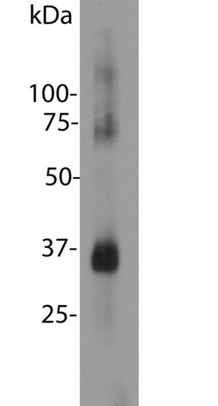 Rhodopsin Antibody - MCA-A531 Image 2