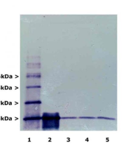 Ubiquitin Antibody - MCA-Ubi-1-AP Image 2
