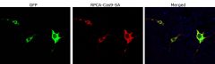 Cas9 from Staphylococcus aureus Antibody - RPCA-Cas9-SA Image 1