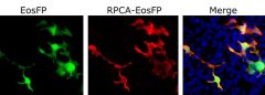Green-Red photoconvertible fluorescent protein EosFP Antibody - RPCA-EosFP Image 1