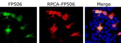 Green Fluorescent protein FP506 Antibody - RPCA-FP506 Image 1