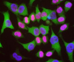 Lamin A/C Antibody - RPCA-LaminAC Image 1