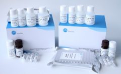 Bovine PRL Prolactin ELISA Kit EB0013