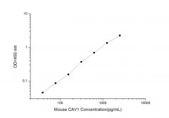 Standard Curve for Mouse CAV1 (Caveolin 1) ELISA kit