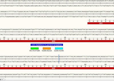 1rst mutation sequence group
