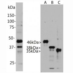 WB Mouse Monoclonal Antibody to Aurora Kinases MCA-4A7