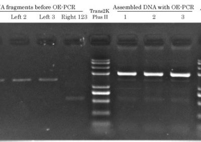 Overlap Extension PCR Protocol