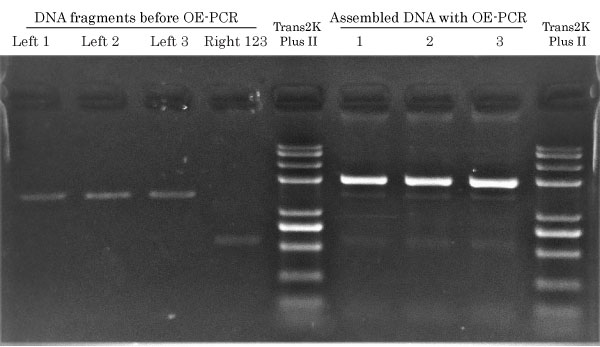 Overlap Extension PCR for 3 different mutants