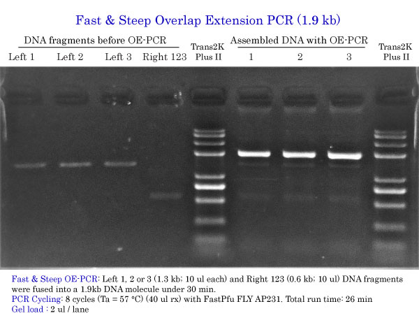Fast & Steep Overlap Extension PCR for 3 mutations