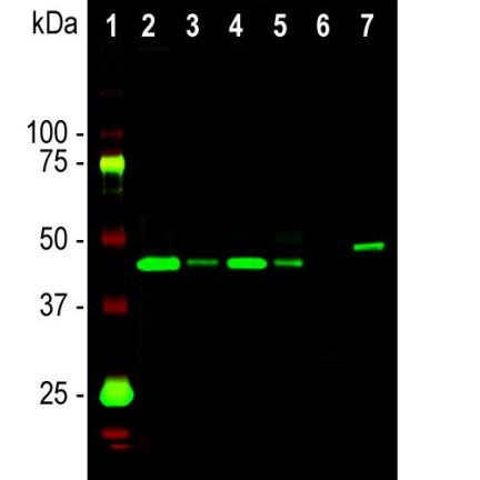 GAP43 Antibody - MCA-5E8 WB