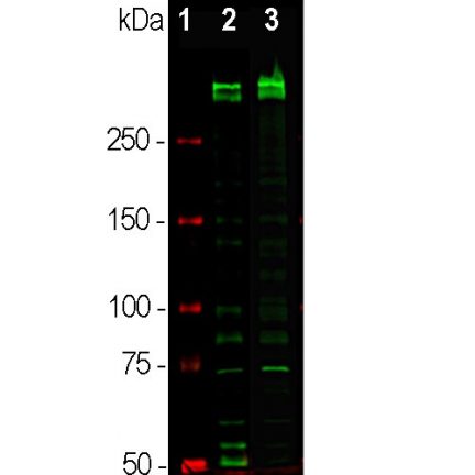 WB Human Ki67 Mouse Monoclonal Antibody - MCA-6G3
