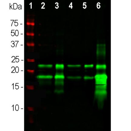 Mouse Monoclonal Antibody to Myelin Basic Protein Cat# MCA-7D2 WB