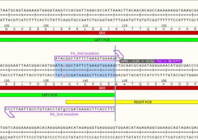 Success #22: Site-Directed Mutagenesis on a Minicircle using Overlap Extension PCR