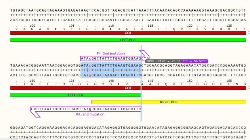 Success #22: Site-Directed Mutagenesis on a Minicircle using Overlap Extension PCR