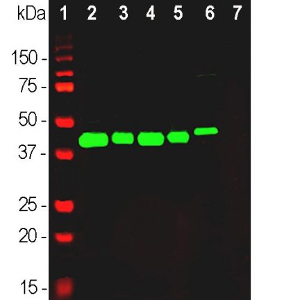 GAP43 Antibody - RPCA-GAP43 WB