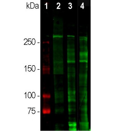 Laminin Antibody – RPCA-Laminin WB