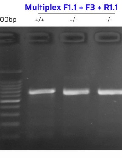 Dusp4 Multiplex PCR with F1.1+F3+R1.1