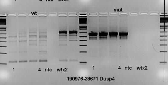 Dusp4 genotyping Jax KAPA 2G singleplex