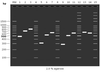 Agarose gel simulation of different PCR amplicons for Dup4