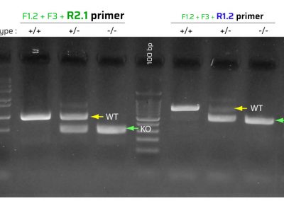 Success #23: A better multiplex PCR protocol for detecting WT and KO alleles from Dusp4 / Mkp2 knockout mice