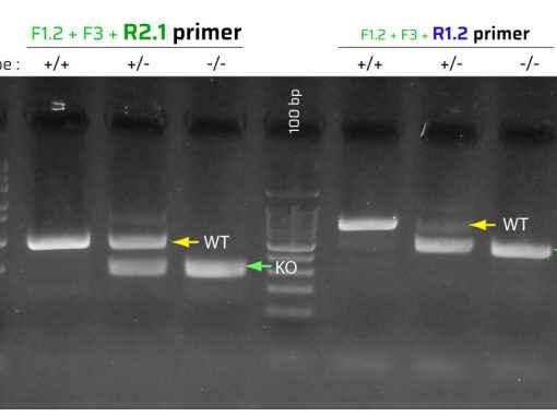 Success #23: A better multiplex PCR protocol for detecting WT and KO alleles from Dusp4 / Mkp2 knockout mice