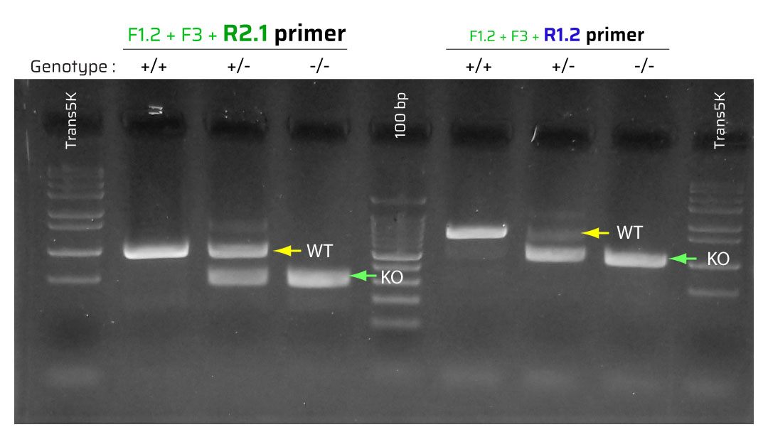 New Multiplex PCR for Dusp4 mice genotyping - Civicbio2018