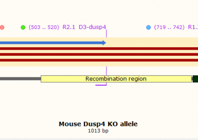 Possible KO amplicons for Dusp4 mice