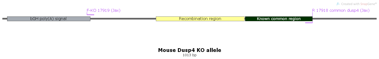 KO Dusp4 allele with Jax primers