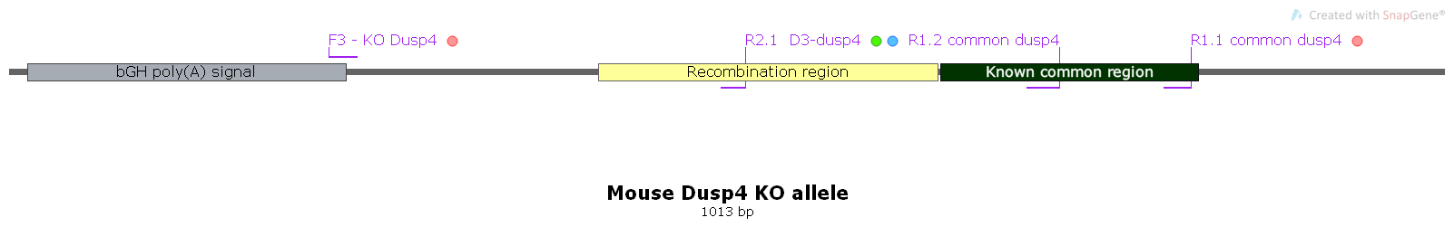 KO mouse Dusp4 allele with new primers