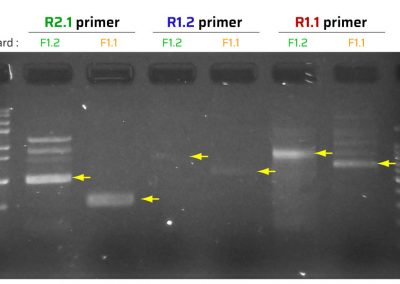 Pre-optimization PCR using new WT forward and common reverse primers