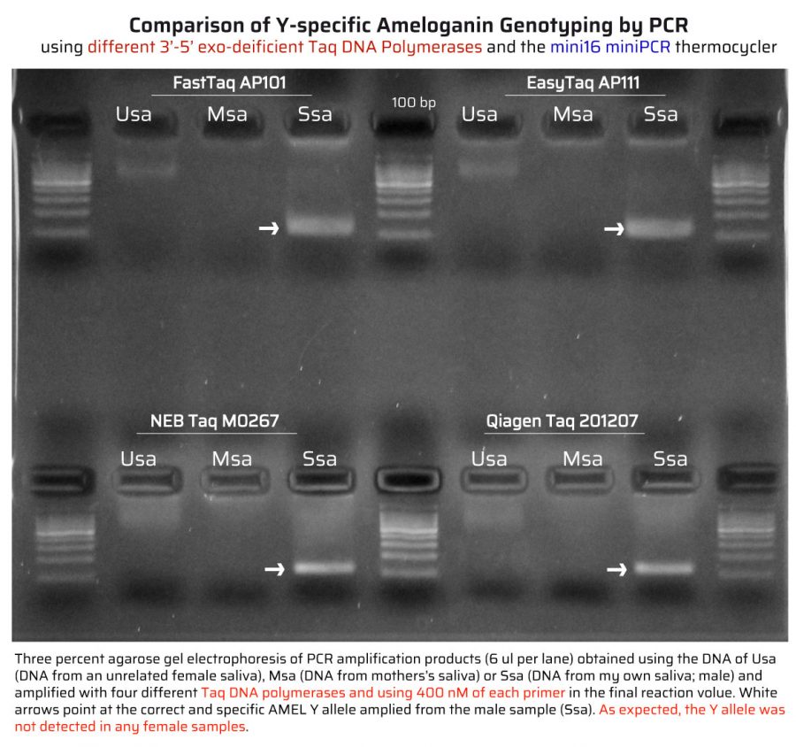 AMEL Y-specific genotyping by PCR using Taq DNA Polymerases