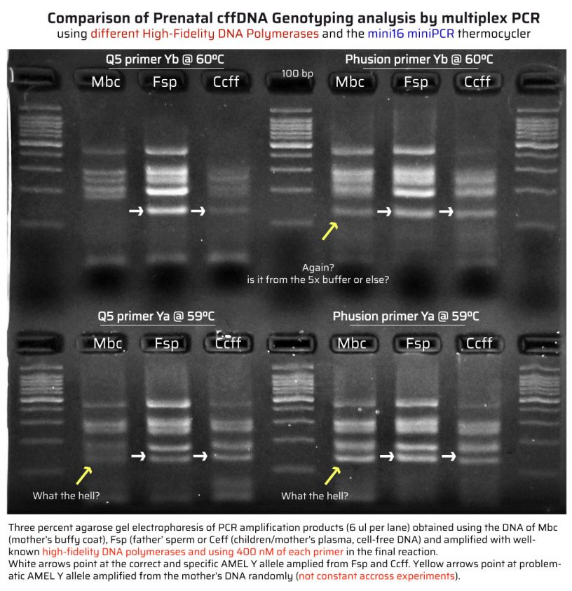 Multiplex STR genotyping with High-Fidelity DNA Polymerases