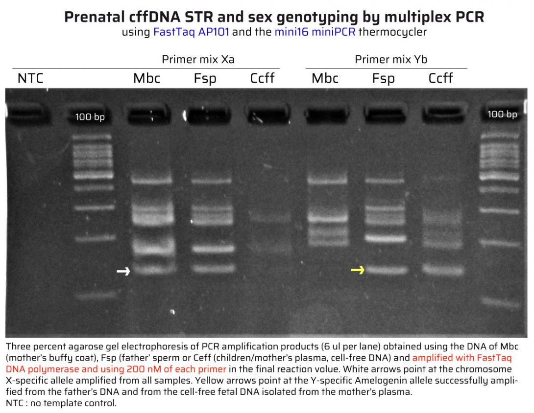 cffDNA STR and sex genotyping by multiplex PCR with FastTaq AP101