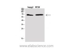 ZFP91 Polyclonal Antibody E-AB-36197-WB01