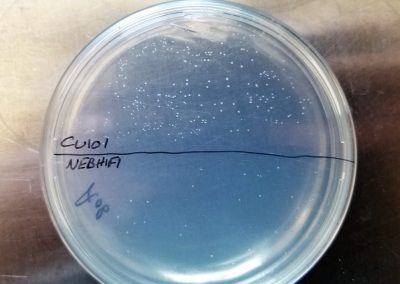 Trucs de PCR et trucs de clonage d’ADN