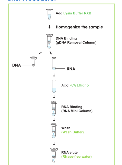 FavorPrep Total RNA Plus MiniPrep Kit – FATRK-P
