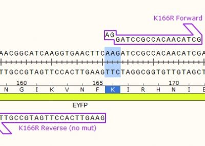 KLD Site-Directed Mutagenesis Protocol using Back-to-Back Primers