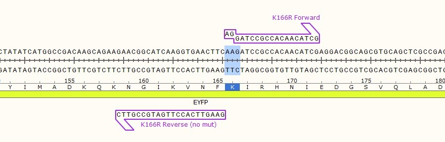 KLD Site-Directed Mutagenesis Protocol using Back-to-Back Primers